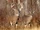 White-tailed Deer