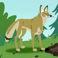 Coyote (Canis latrans)