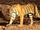 Bengal Tiger