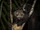Aye-aye