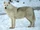 Arctic Wolf