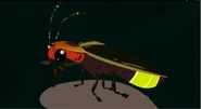 Common Eastern Firefly (Photinus pyralis)