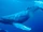 Humpback Whale