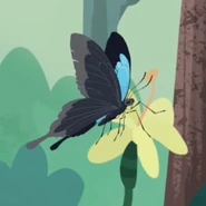 Swift Peacock Swallowtail Butterfly (Papilio peranthus)