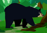 American Black Bear (Ursus americanus)