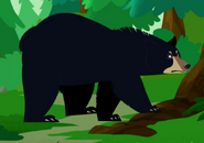 American black bear (Ursus americanus)