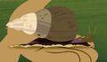 GiantEquatorialLandSnail.jpg (117 KB) GiantEquatorialLandSnail