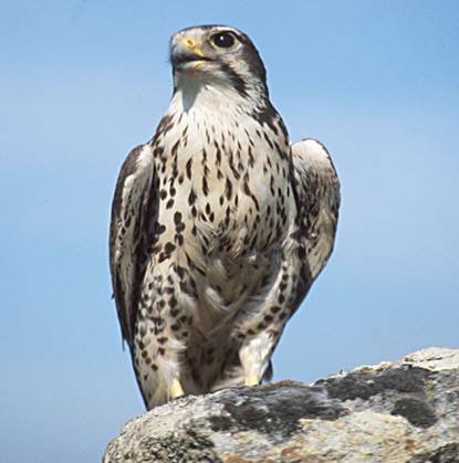 Prairie falcon  Washington Department of Fish & Wildlife