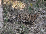 Clouded Leopard