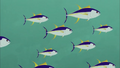 Yellowfin Tuna.png (1.49 MB) Yellowfin Tuna