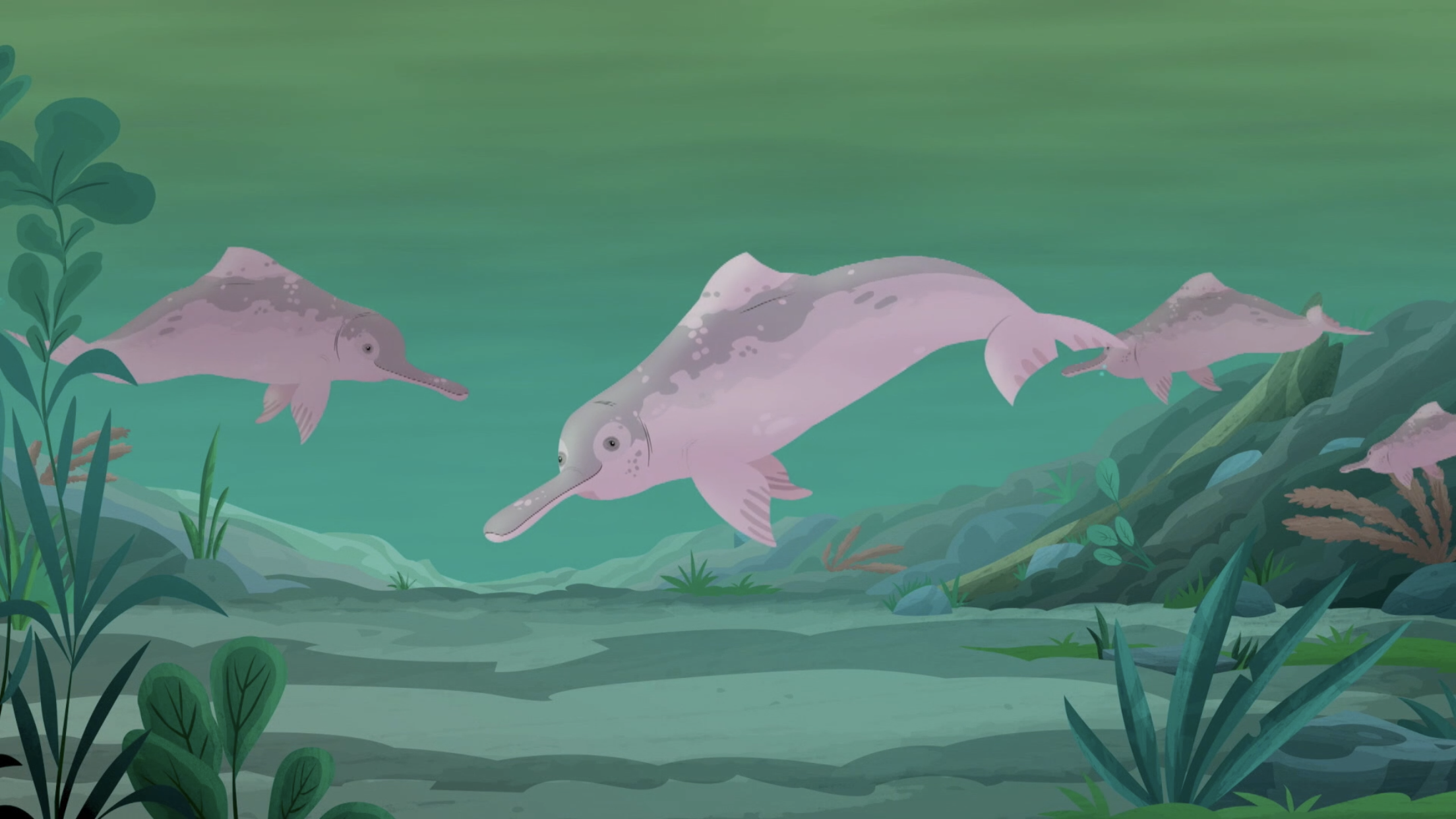 river dolphins: the amazingly pink guardians of the river