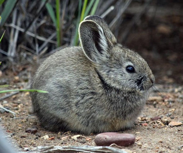 North american hot sale pygmy rabbit