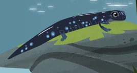 Blue-spotted Salamander AM