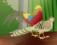 Golden Pheasant (Chrysolophus pictus)