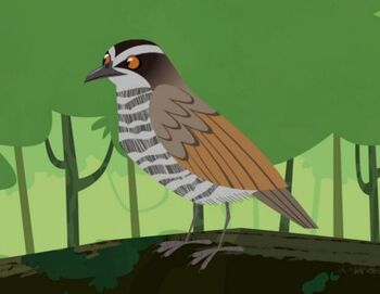 Superb Bird-of-paradise | Wild Kratts Wiki | Fandom