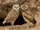 Burrowing Owl