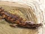 False Gharial