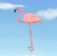 Greater Flamingo (Phoenicopterus roseus)