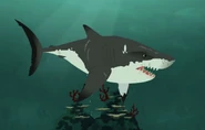 Great White shark (Carcharodon carcharias)