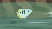 An archerfish that Martin would soon name Arrow