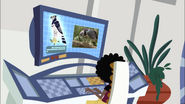 Koki is looking for information about harpy eagles in the Tortuga's creature database.