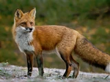 Red Fox