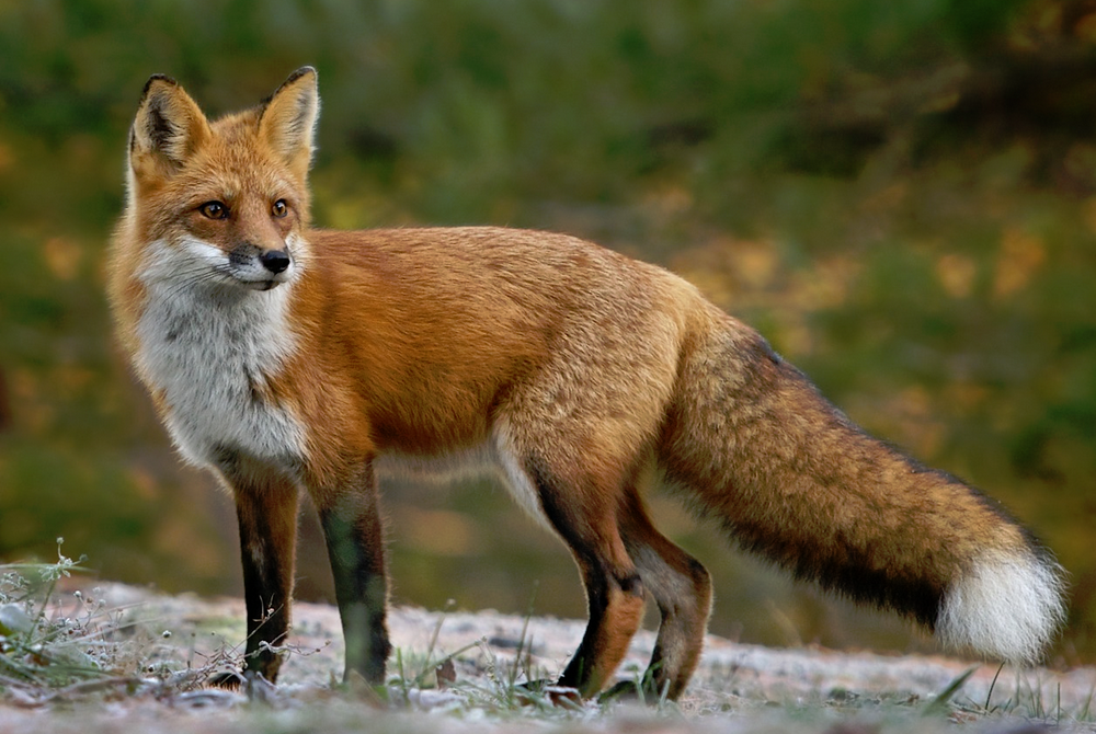 Red Fox, Wild Kratts Wiki