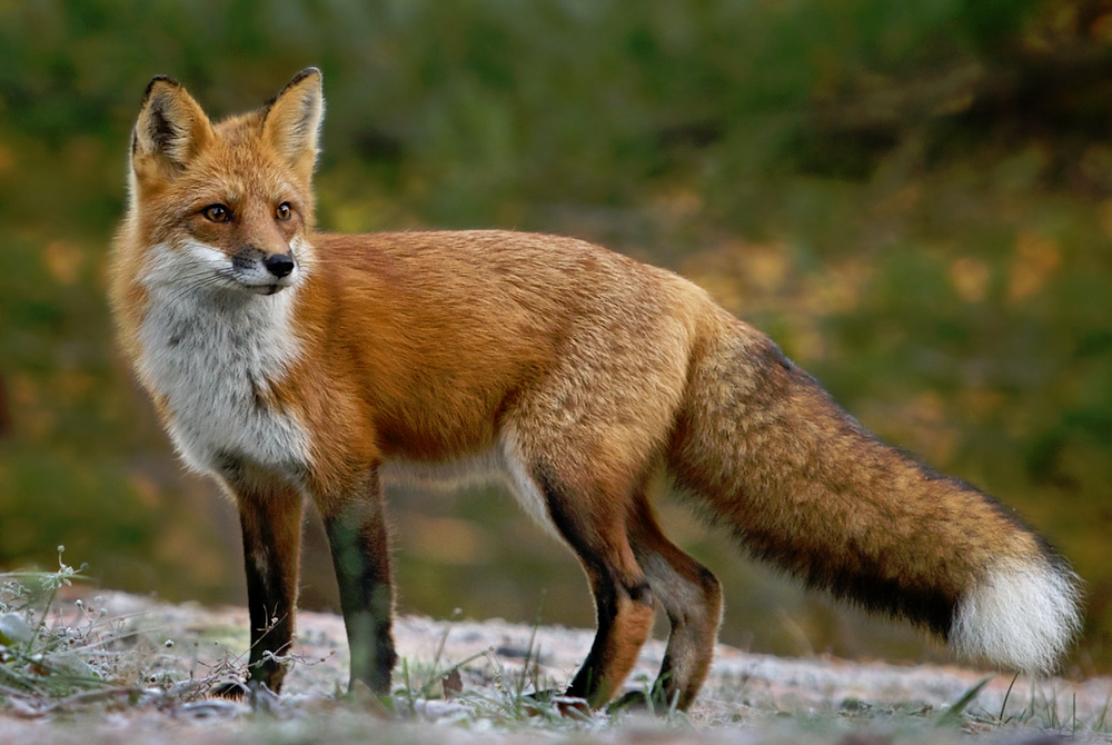 Fox - Wikipedia