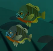 Redbreast Sunfish (Lepomis auritus)