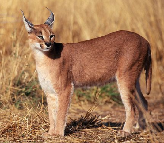 full grown caracal