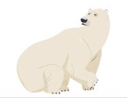 Polar bear (Ursus maritimus)