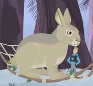 Hispid Hare (Caprolagus hispidus)