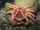 West Indian Spider Crab