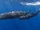 Sperm Whale