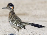 Greater Roadrunner