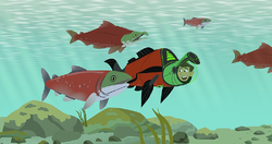 Wild kratts salmon outlet full episode