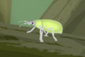 Golden-headed Weevil.png (69 KB) Golden-headed Weevil