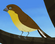 Greater honeyguide (Indicator indicator)