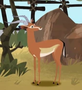 Impala (Aepyceros melampus)