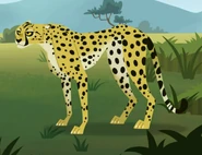 Cheetah (Acinonyx jubatus)