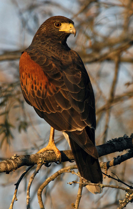 Harris's Hawk | Wild Kratts Wiki | Fandom