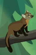 American Pine Marten (Martes americana)