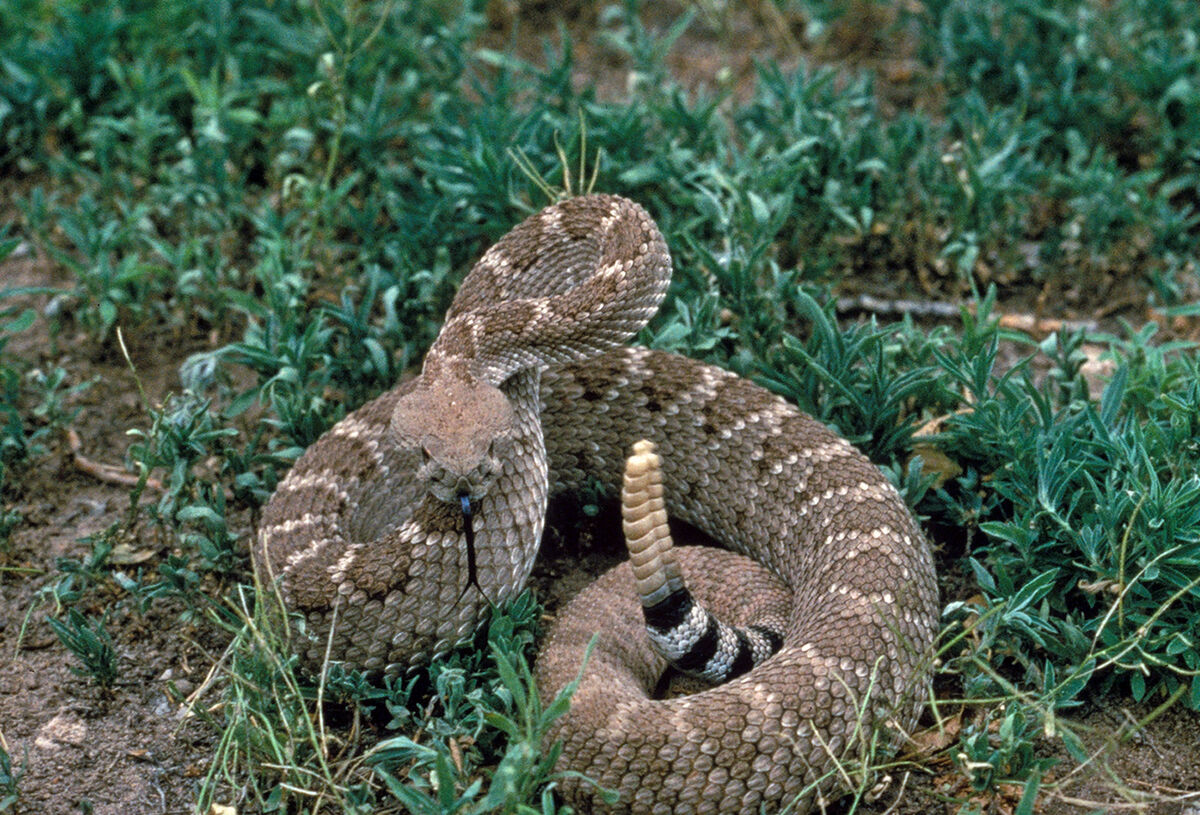 Гремучая змея фото и описание Category:Rattlesnakes Wild Kratts Wiki Fandom