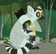 Ring-tailed Lemur (Lemur catta)