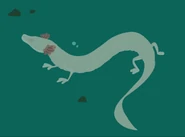 Human Fish (Proteus anguinus)