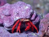 Marine Hermit Crab