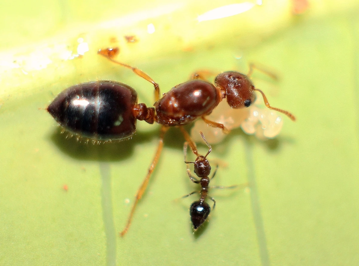 【R&B】Ant Unbelievable oo-197244-1524242253.jpg?crop=