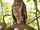 Powerful Owl