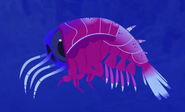Largehead Amphipod (Hyperia macrocephala)
