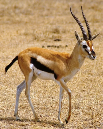 Thomson S Gazelle Wild Kratts Wiki Fandom